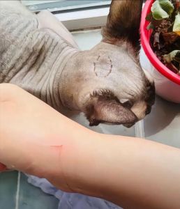 被家养猫抓伤_猫抓伤别大意，速洗消毒打疫苗！