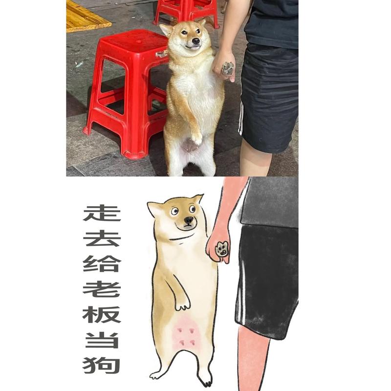 人一走幼犬就叫个不停_狗狗离家吠叫怎么办? 人一走幼犬就叫个不停_狗狗离家吠叫怎么办?