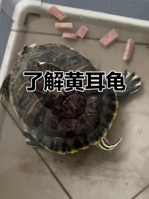 黄耳龟为什么不建议养_饲养需谨慎,放生不可取! 黄耳龟为什么不建议养_饲养需谨慎,放生不可取!