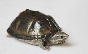 头盔龟凶还是麝香龟凶_麝香龟好养放屁，头盔龟凶猛喜泥