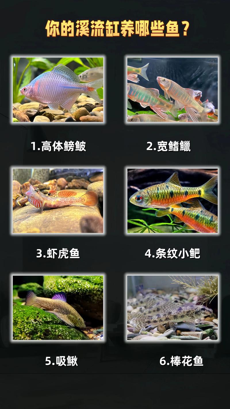 农村大水缸养什么鱼最好_闲置水缸养鱼好，龙鱼锦鲤罗汉鱼，注意水质和温度