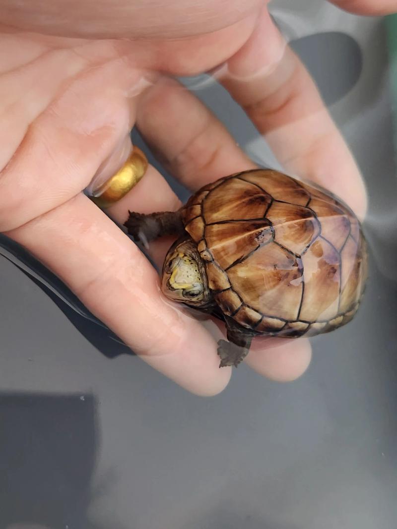 果核蛋龟几年可以繁殖_果核蛋龟3-5年成熟,每年产4-7蛋,孵化需控温保湿 果核蛋龟几年可以繁殖_果核蛋龟3-5年成熟,每年产4-7蛋,孵化需控温保湿