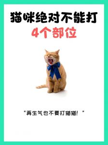 猫挨打了会不会长记性_猫被打吓坏了？别担心，温柔安抚能修复关系！