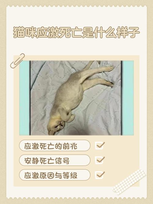 猫中毒死前的15个征兆_呕吐腹泻?速联兽医! 猫中毒死前的15个征兆_呕吐腹泻?速联兽医!