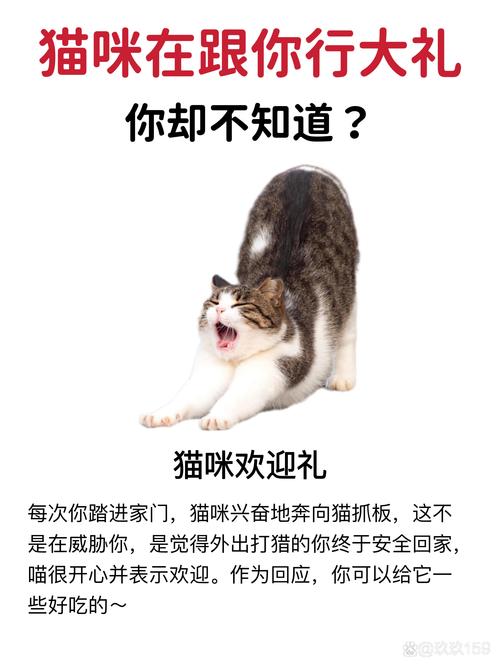 赶走猫最狠的方法_如何驱赶猫咪远离家? 赶走猫最狠的方法_如何驱赶猫咪远离家?