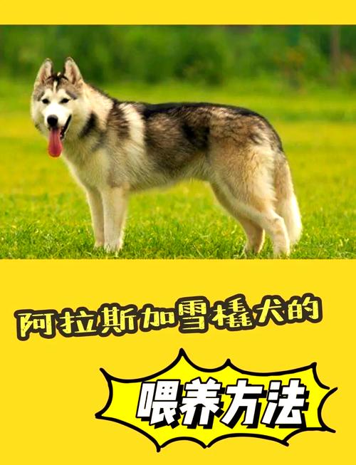 哈尔滨阿拉斯加犬禁养吗_哈尔滨将阿拉斯加犬列入禁养名单,超31城跟风,原因是什么? 哈尔滨阿拉斯加犬禁养吗_哈尔滨将阿拉斯加犬列入禁养名单,超31城跟风,原因是什么?