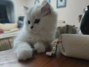 一屋不养二猫_性格差异与和谐共处