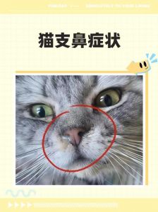 猫扑鼻吸是什么项目_亲密互动与信息收集