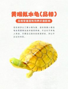 南石龟放家里害处_南石龟好养吗？家庭饲养注意事项