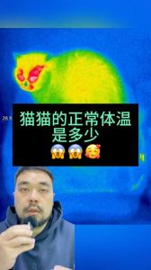 猫零下多少度才会感觉冷_猫咪怕冷？保暖方法来啦！