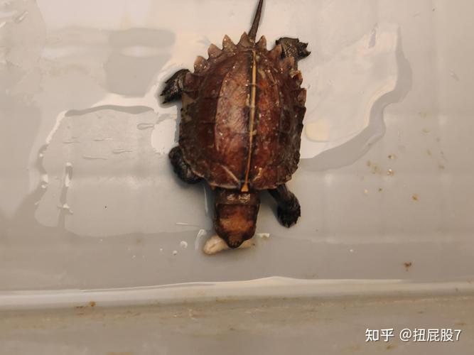 锯缘龟什么时候下蛋_时间环境与注意事项