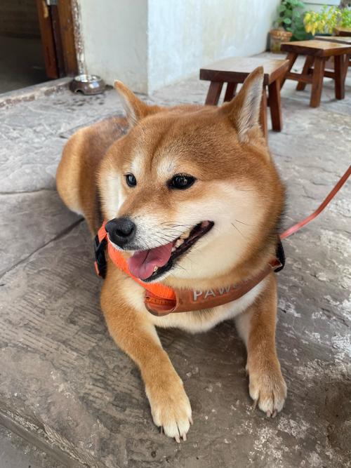 最适合懒人养的狗_低运动低维护经济实惠犬种推荐 最适合懒人养的狗_低运动低维护经济实惠犬种推荐