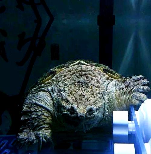 纯佛鳄龟和杂佛鳄龟_选哪种看喜好! 纯佛鳄龟和杂佛鳄龟_选哪种看喜好!