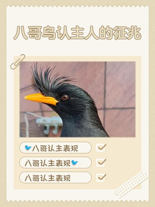 教八哥说话的口诀_幼鸟期开始训练 教八哥说话的口诀_幼鸟期开始训练