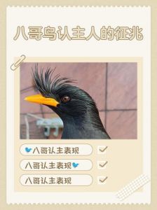 教八哥说话的口诀_幼鸟期开始训练