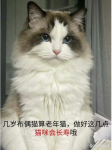 五岁的猫算老吗_五岁猫老壮年，饮食运动要关注