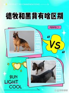 黑背德牧和东德牧羊犬哪个厉害_黑背差异解析