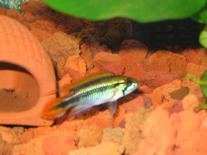 阿卡西短鲷咬鱼吗_与灯鱼相处需注意 阿卡西短鲷咬鱼吗_与灯鱼相处需注意