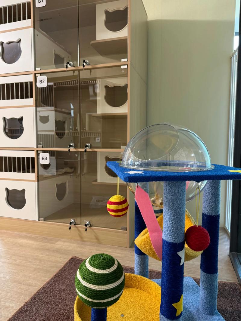 猫寄养10天后不认主人了_猫咪寄养后行为变化怎么办? 猫寄养10天后不认主人了_猫咪寄养后行为变化怎么办?