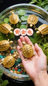 养巴西龟好吗_巴西龟好养寓意好，但别放生需负责