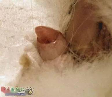 散养兔子一公配几母_兔子合理搭配与科学养殖 散养兔子一公配几母_兔子合理搭配与科学养殖