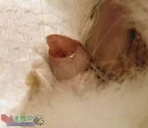 散养兔子一公配几母_兔子合理搭配与科学养殖