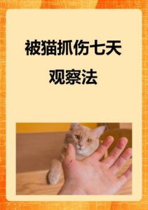 皮肤被猫轻微抓破了怎么办_猫抓伤别慌，立即冲洗消毒打疫苗！