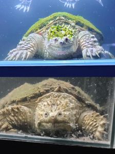 纯佛鳄龟和大鳄龟打架哪个猛_佛鳄龟VS大鳄龟，谁更凶猛？