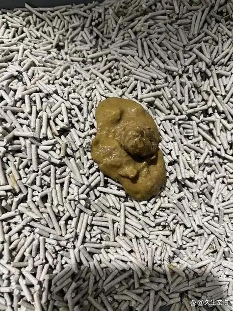 猫软便蹭屎在床上_猫咪床上便便怎么办？