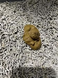 猫软便蹭屎在床上_猫咪床上便便怎么办？