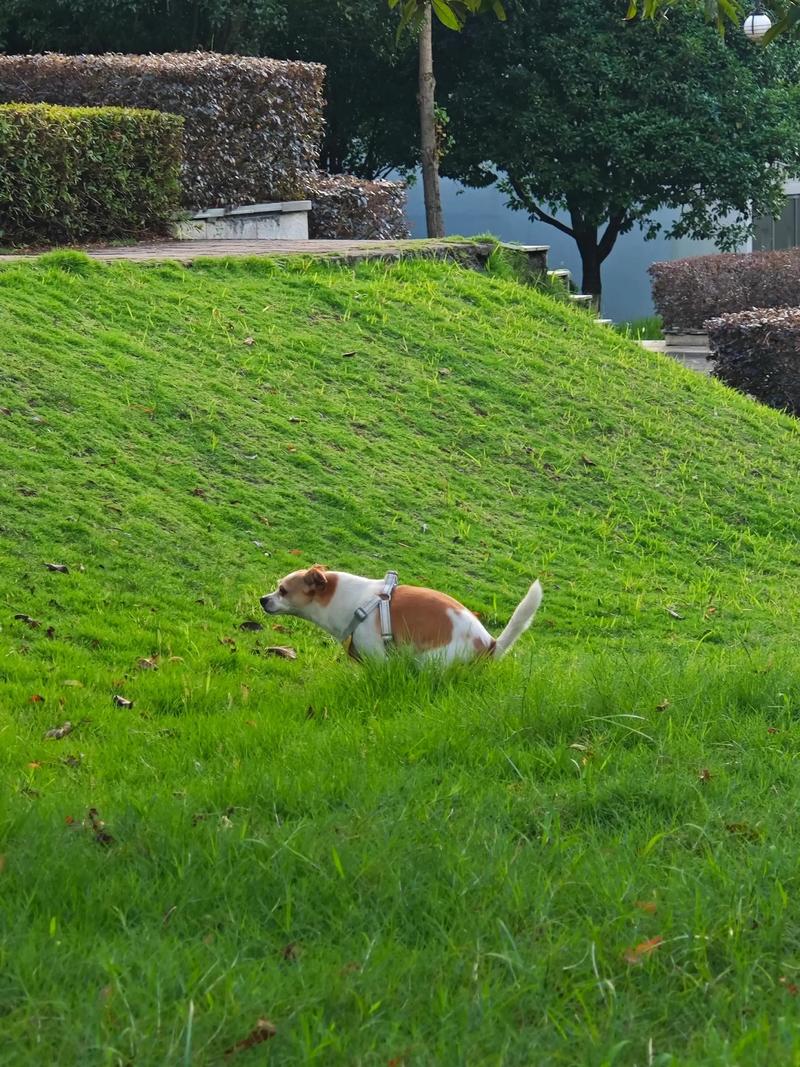 楼道里狗狗随地大小便,怎么处理_乱拉呵斥,定点奖励 楼道里狗狗随地大小便,怎么处理_乱拉呵斥,定点奖励