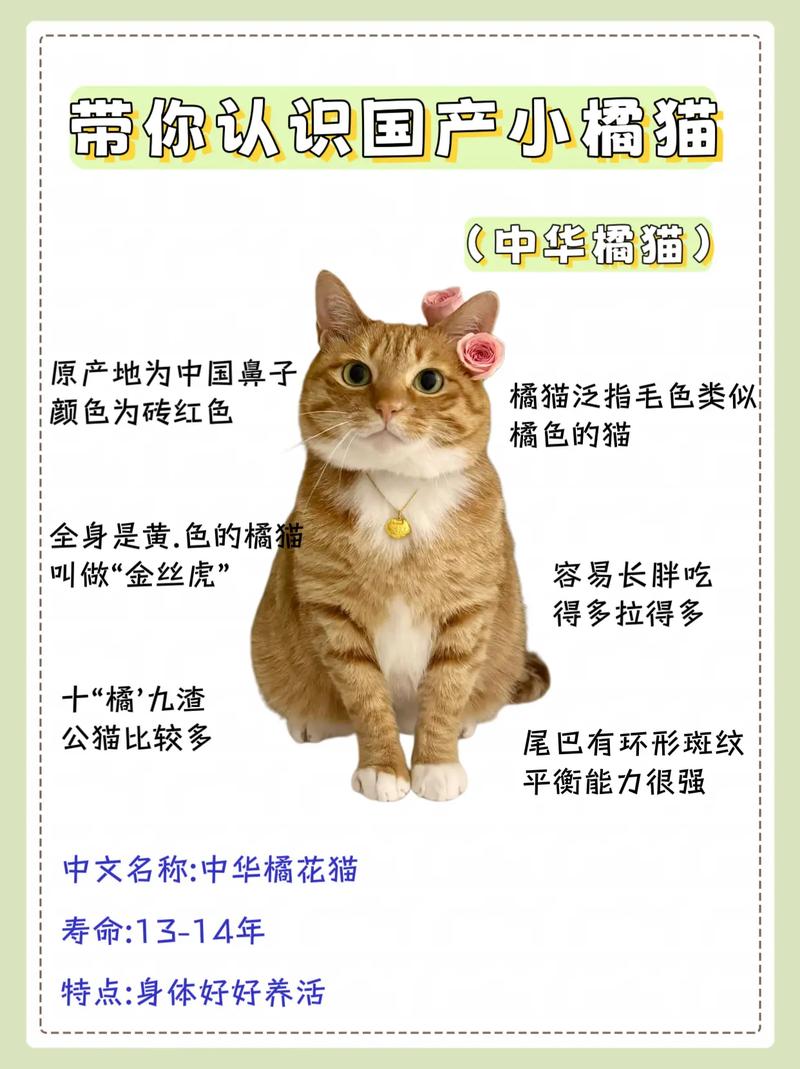 玄猫和橘猫谁最凶_神秘玄猫守护家,橘猫肉盾力量强,狸花敏捷勇猛,猫咪各有特色 玄猫和橘猫谁最凶_神秘玄猫守护家,橘猫肉盾力量强,狸花敏捷勇猛,猫咪各有特色