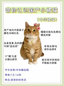 玄猫和橘猫谁最凶_神秘玄猫守护家，橘猫肉盾力量强，狸花敏捷勇猛，猫咪各有特色