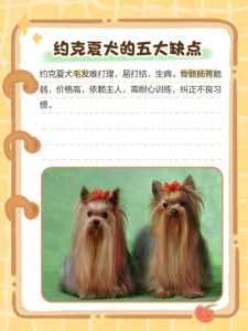 约克夏犬为什么禁养_约克夏犬优缺点，禁养需理性看待