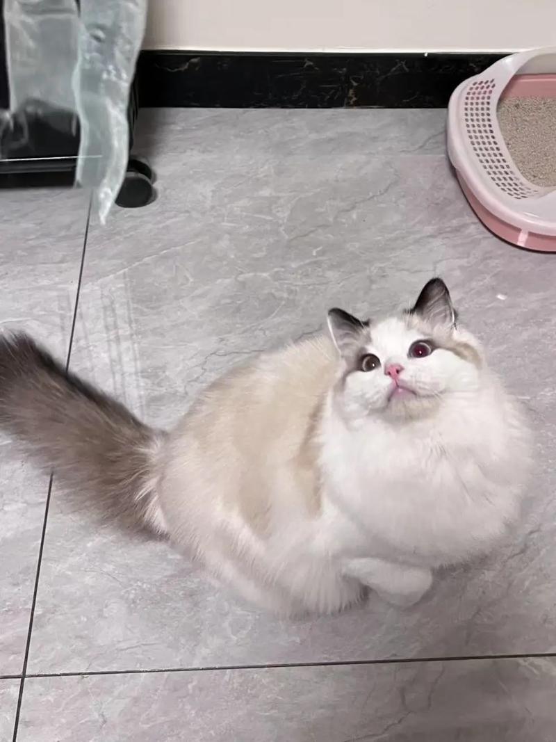 猫6个月成年了吗_幼猫需营养防肥胖，1岁后成年要负责