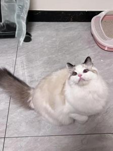 猫6个月成年了吗_幼猫需营养防肥胖，1岁后成年要负责