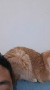 猫尾巴被主人戳了一下_猫尾巴敏感易受伤，主人要温柔呵护