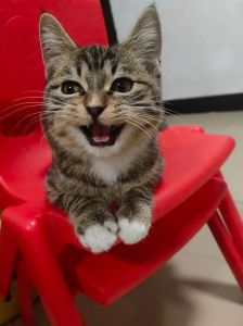 梨花猫几个月成年_梨花猫成长体重记录