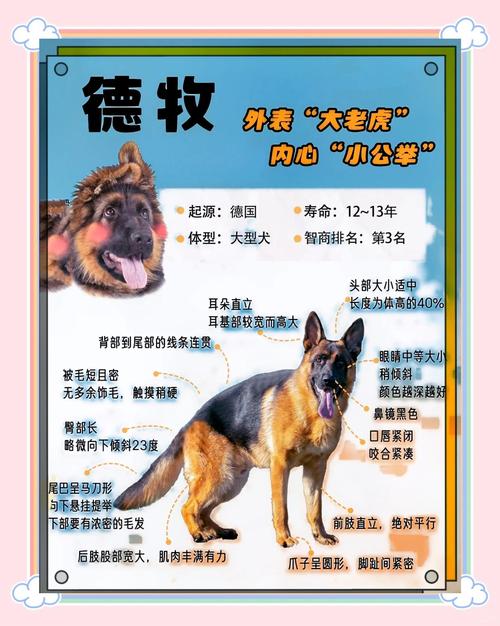 珠海给养德牧犬吗?._珠海严格管养犬,德牧禁止饲养,养犬需谨慎 珠海给养德牧犬吗?._珠海严格管养犬,德牧禁止饲养,养犬需谨慎