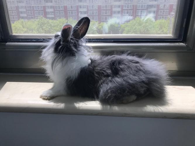 猫猫兔一天喂几次正常_健康喂养与注意事项 猫猫兔一天喂几次正常_健康喂养与注意事项