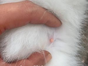 猫怀孕10天有什么表现_乳头粉红硬肚子变大停止发情