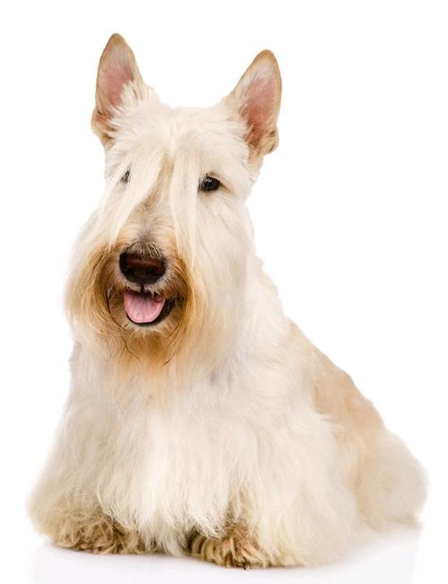 梗类犬有哪几种_聪明个性,忠诚活泼 梗类犬有哪几种_聪明个性,忠诚活泼