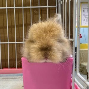 折耳兔与安哥拉兔哪个好养_折耳需保暖，安哥拉勤梳，垂耳易养