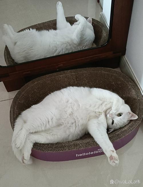 一上厕所猫就跑过来趴腿上睡觉_猫咪守卫卫生间，表达爱意与信任