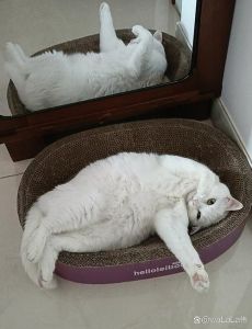 一上厕所猫就跑过来趴腿上睡觉_猫咪守卫卫生间，表达爱意与信任