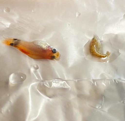 喂完蛋黄水小鱼死了_小鱼苗喂蛋黄水死亡?注意水质量与时间! 喂完蛋黄水小鱼死了_小鱼苗喂蛋黄水死亡?注意水质量与时间!