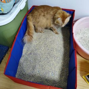 模拟人生4猫一直说没有猫砂盆_模拟人生4养猫选对猫砂盆很重要