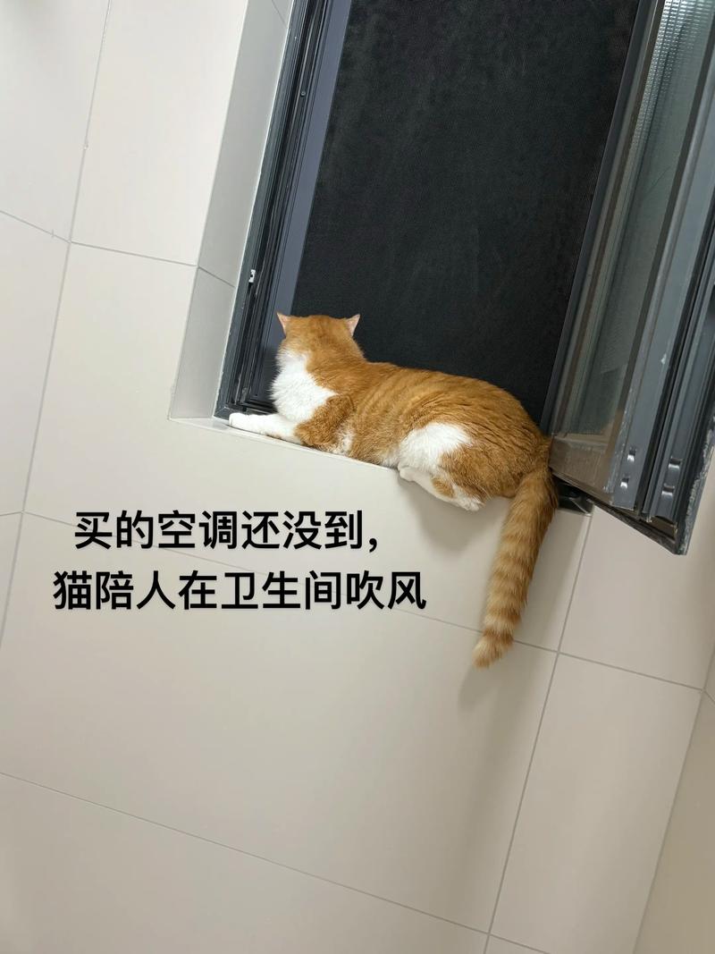 40度没有空调猫咪怎么办_通风饮水饮食注意,别剃毛 40度没有空调猫咪怎么办_通风饮水饮食注意,别剃毛