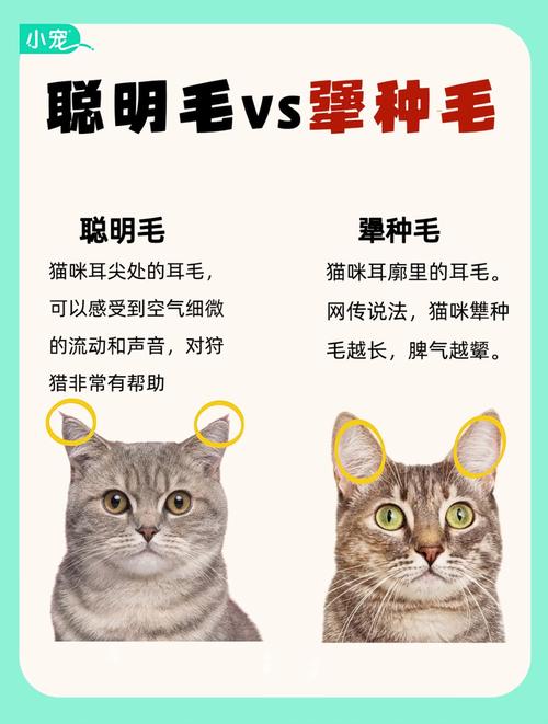 笨猫与聪明猫的区别_猫咪聪明不同样，模仿安慰样样行
