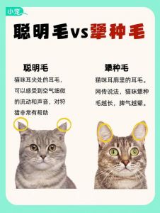 笨猫与聪明猫的区别_猫咪聪明不同样，模仿安慰样样行